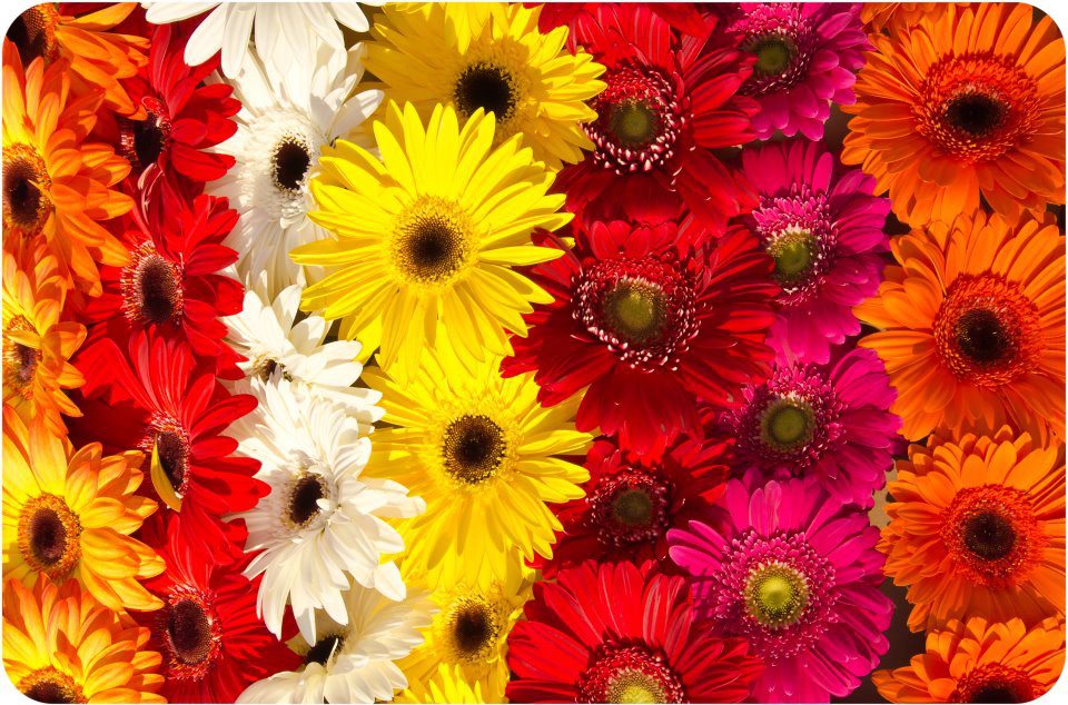 GerberaDaisyBloom.jpg Nashville Guru