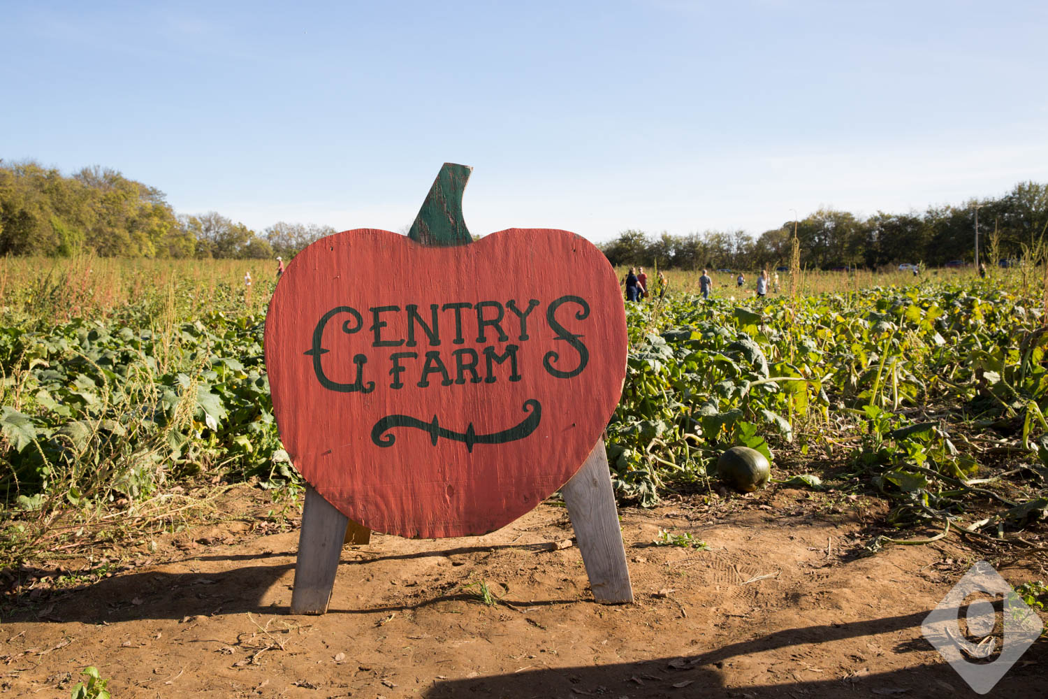 Pumpkin Patches, Corn Mazes, & Hay Rides Nashville Guru