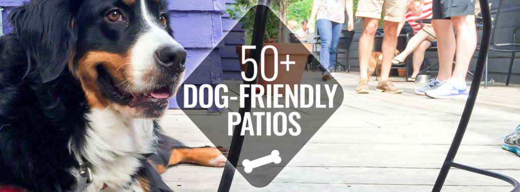 dog friendly places to go near me
