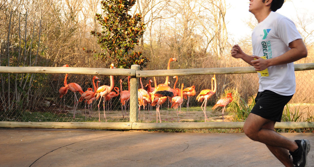 Nashville Zoo Run Run Nashville Guru