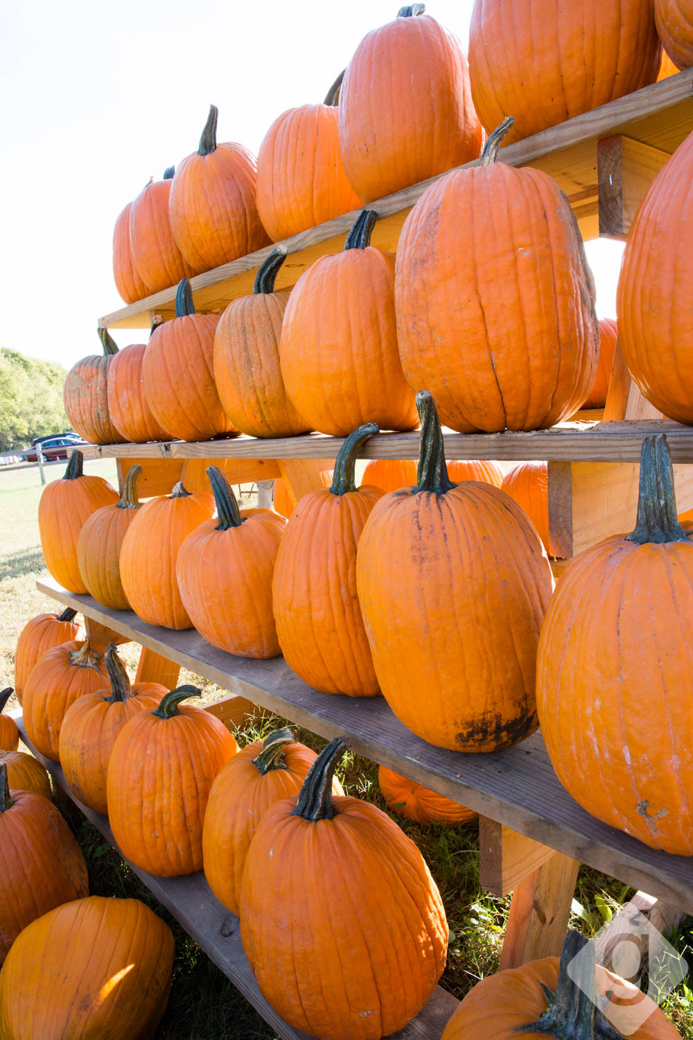 Pumpkin Patches, Corn Mazes, & Hay Rides Nashville Guru