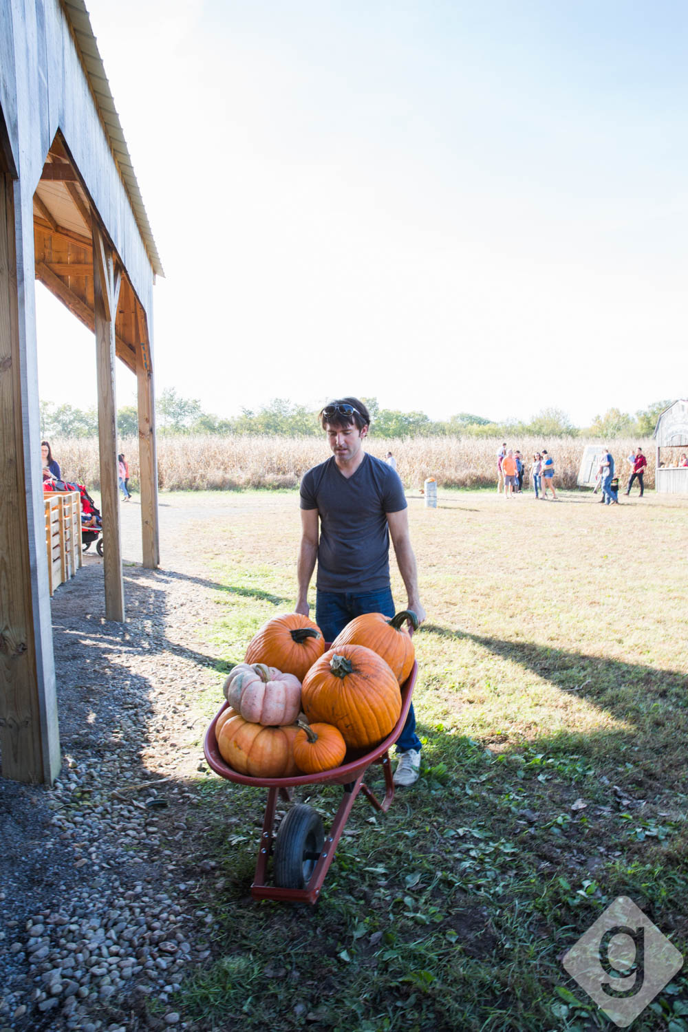 Pumpkin Patches, Corn Mazes, & Hay Rides Nashville Guru