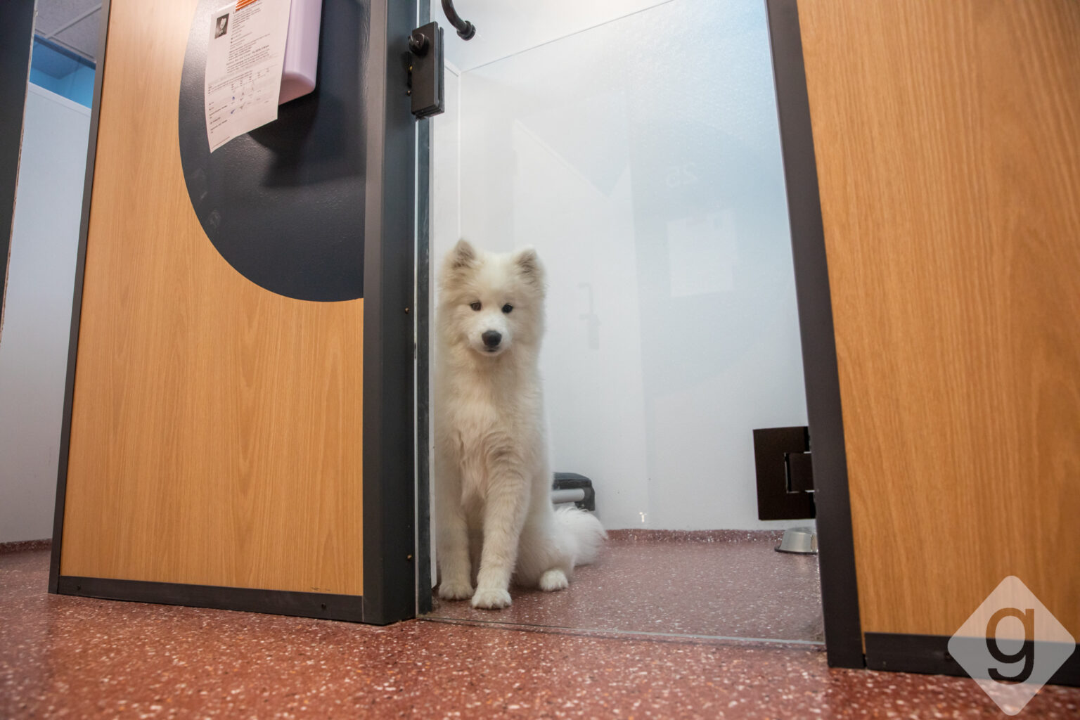 A Look Inside Yardstick Dog Hotel Nashville Guru