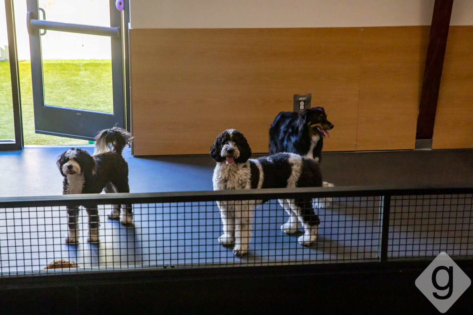 A Look Inside Yardstick Dog Hotel Nashville Guru